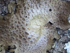 Lasallia pensylvanica