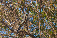 Coccyzus longirostris