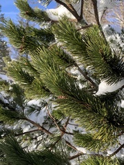 Pinus mugo