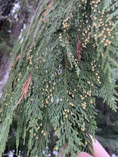 Alaska yellow cedar