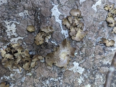 Lasallia pensylvanica