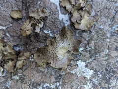 Lasallia pensylvanica