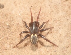 Nyssus