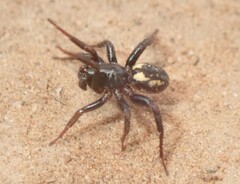 Nyssus