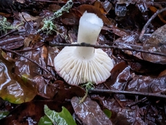 Russula cremoricolor