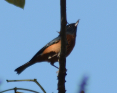 Diglossa baritula