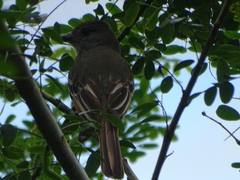 Myiarchus tuberculifer