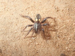 Nyssus