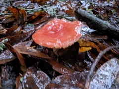 Russula cremoricolor