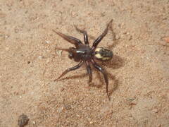 Nyssus