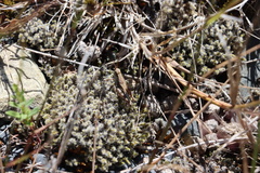 Phaulacridium marginale