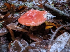 Russula cremoricolor