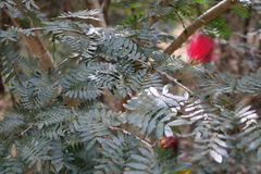 Calliandra haematocephala
