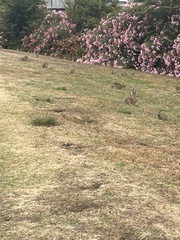 Oryctolagus cuniculus