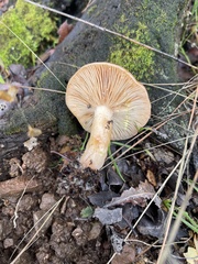 Lactarius xanthogalactus