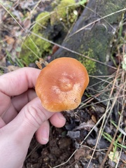 Lactarius xanthogalactus