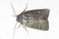 Physetica caerulea