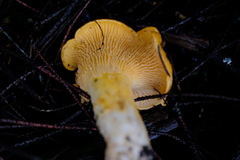 Cantharellus californicus