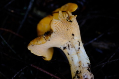 Cantharellus californicus