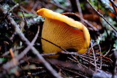 Cantharellus californicus