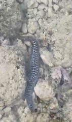 Gymnothorax undulatus