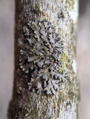 Phaeophyscia pusilloides