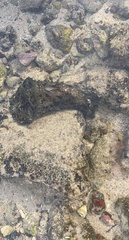 Dolabella auricularia