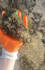 Dolabella auricularia