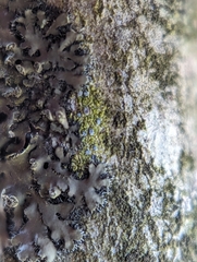 Phaeophyscia pusilloides
