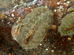 Acanthochitona zelandica