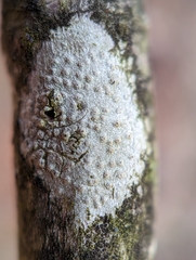 Pertusaria pustulata