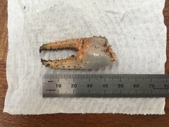 Euastacus urospinosus