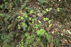 Coprosma rotundifolia