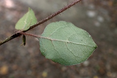 Coprosma rotundifolia