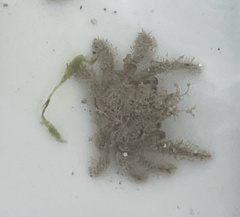 Aulacolambrus hoplonotus