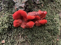 Aurantiporus pulcherrimus