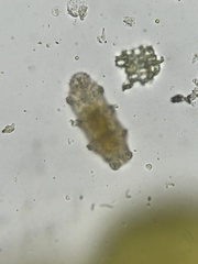 Heterotardigrada