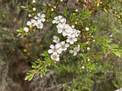 Leptospermum rupestre