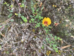 Bossiaea cordigera