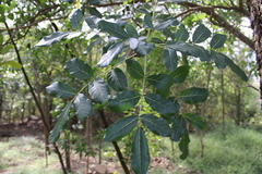 Kigelia africana