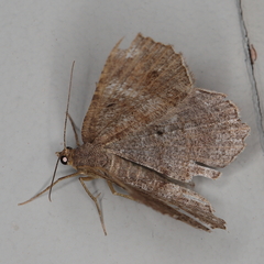 Chiasmia confuscata