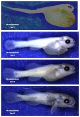 Maccullochella macquariensis