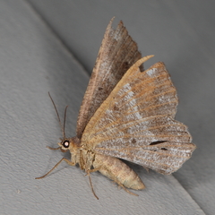 Chiasmia confuscata