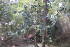 Tamarindus indica