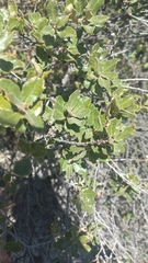 Quercus vaseyana