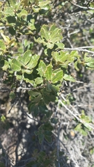 Quercus vaseyana