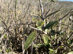 Avicennia