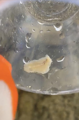 Pericelis hymanae