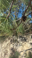 Pinus teocote