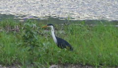 Egretta picata